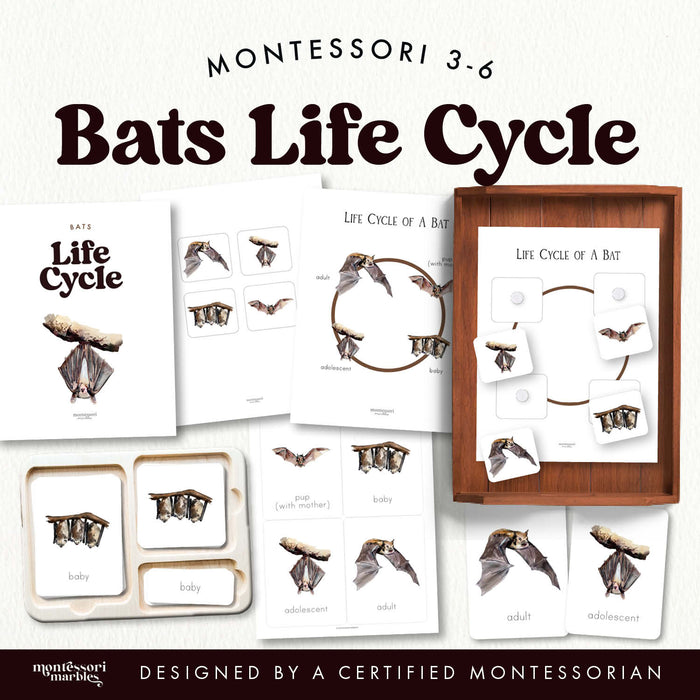 Bats Life Cycle