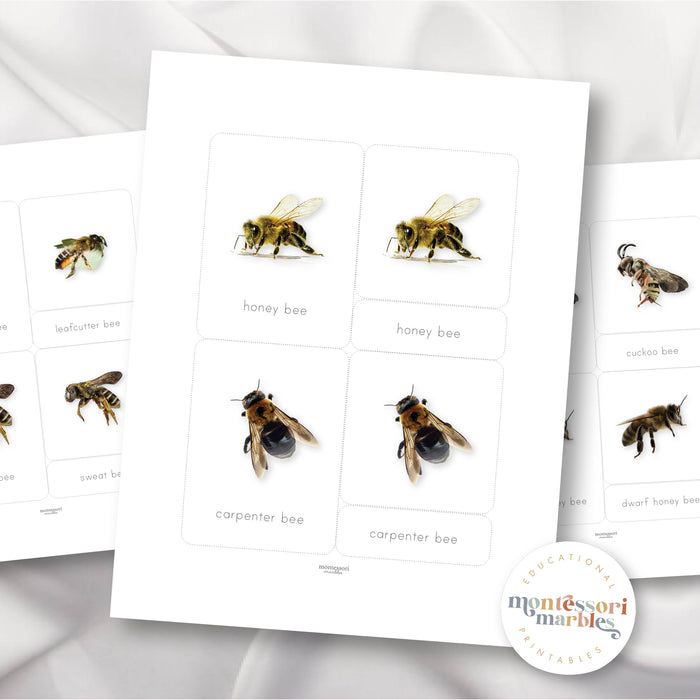 Bees Nomenclature Cards
