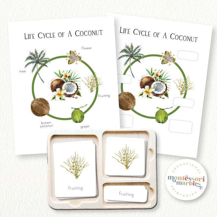 Coconut Life Cycle