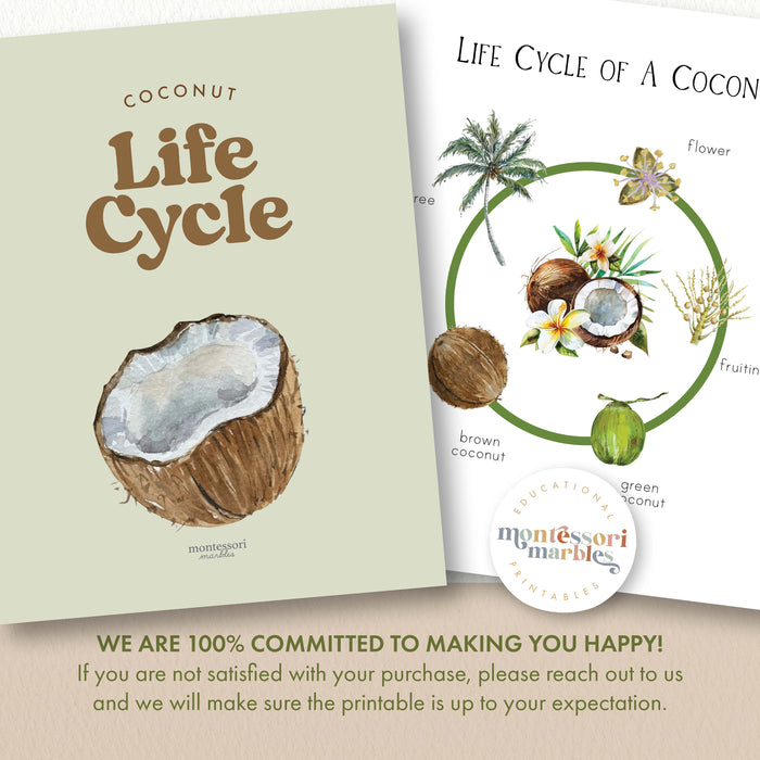 Coconut Life Cycle