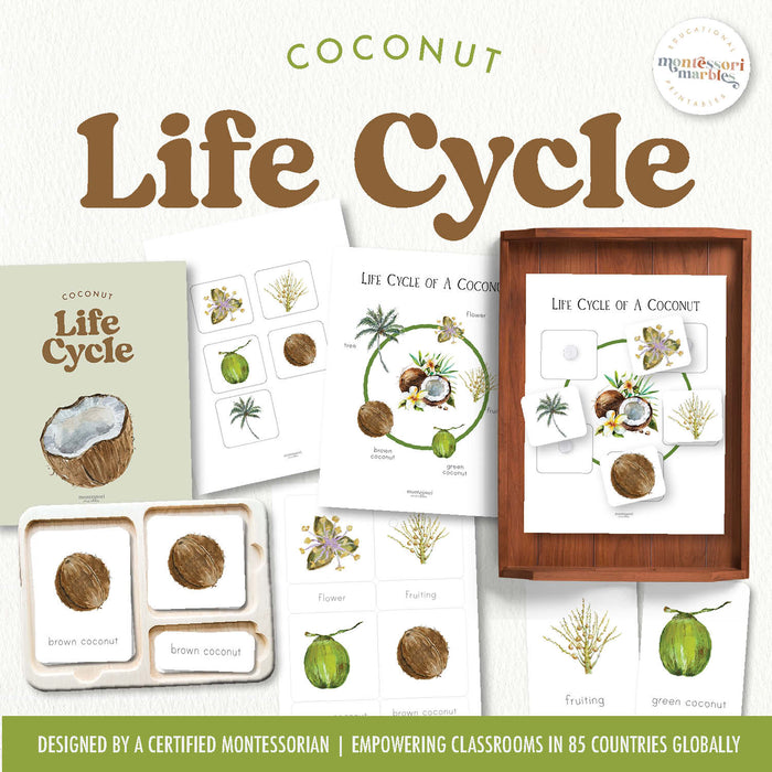 Coconut Life Cycle