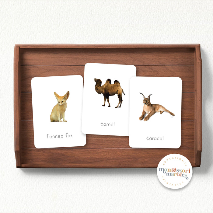 Desert Animals Flash Cards