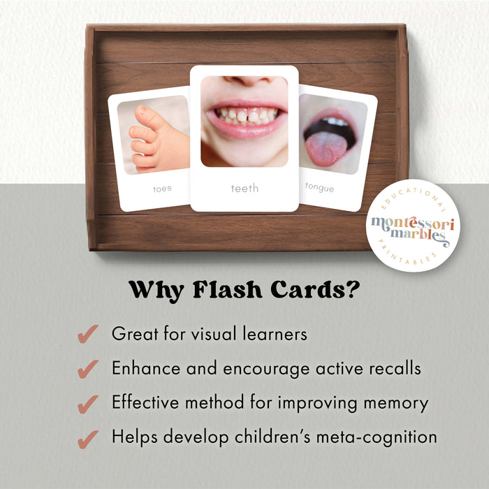 Human Body Flash Cards