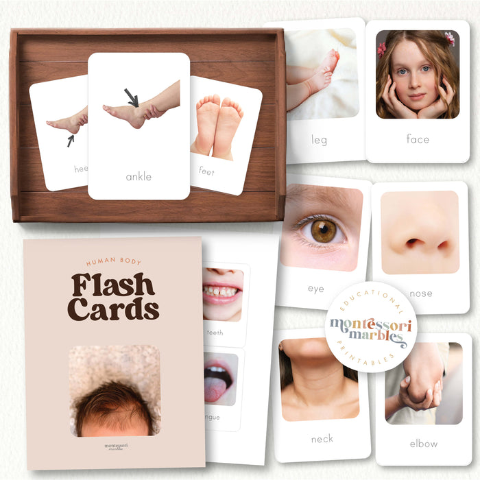Human Body Flash Cards