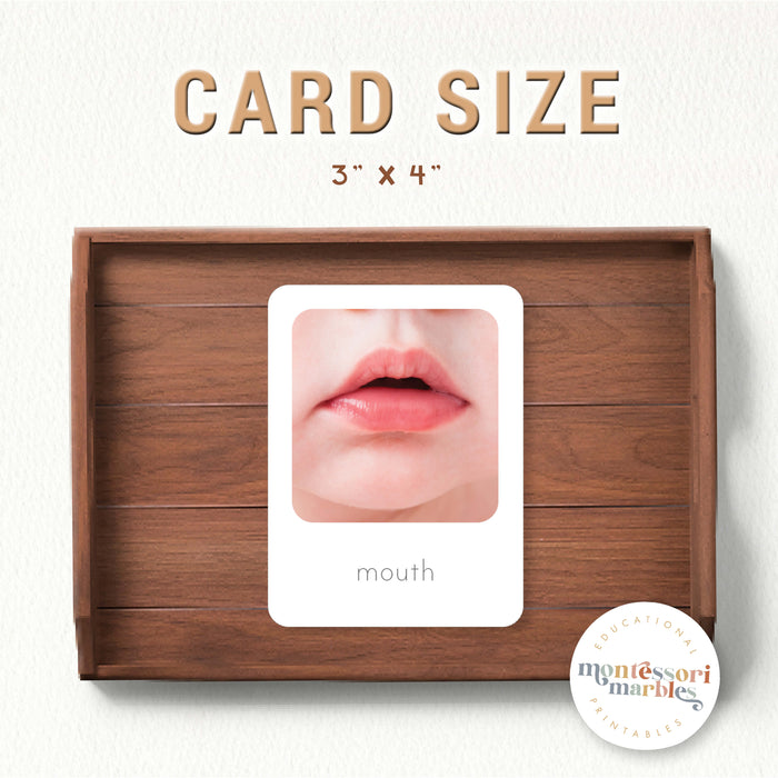 Human Body Flash Cards