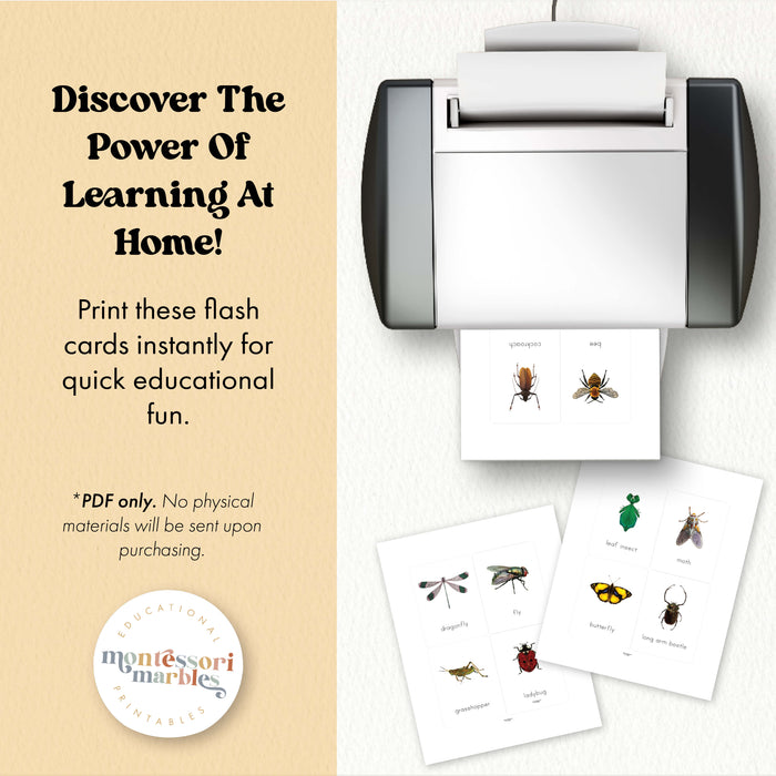 Insects Flash Cards