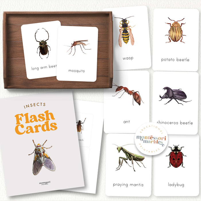 Insects Flash Cards
