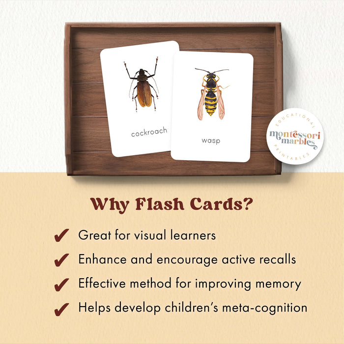 Insects Flash Cards