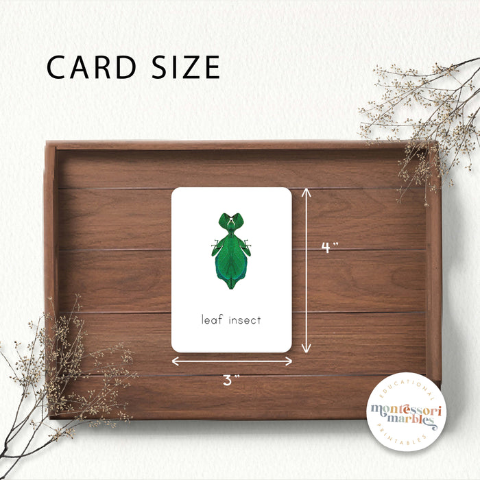 Insects Flash Cards
