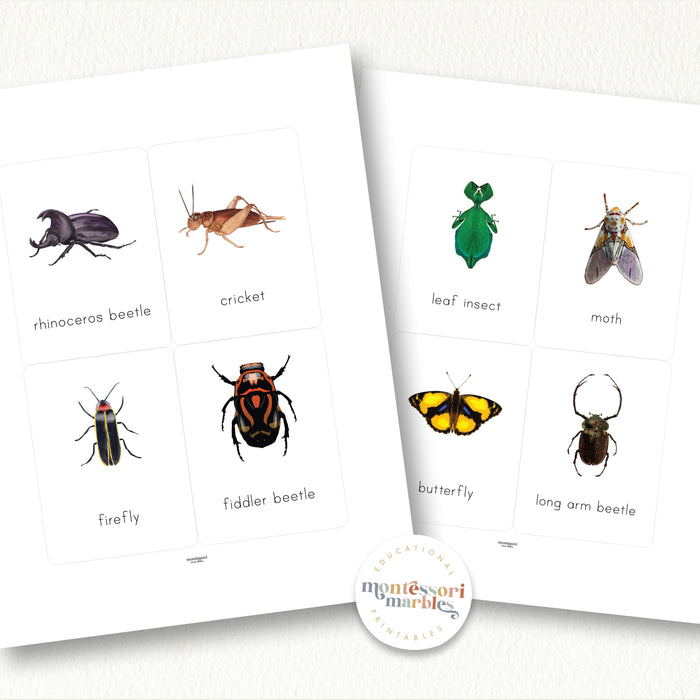 Insects Flash Cards