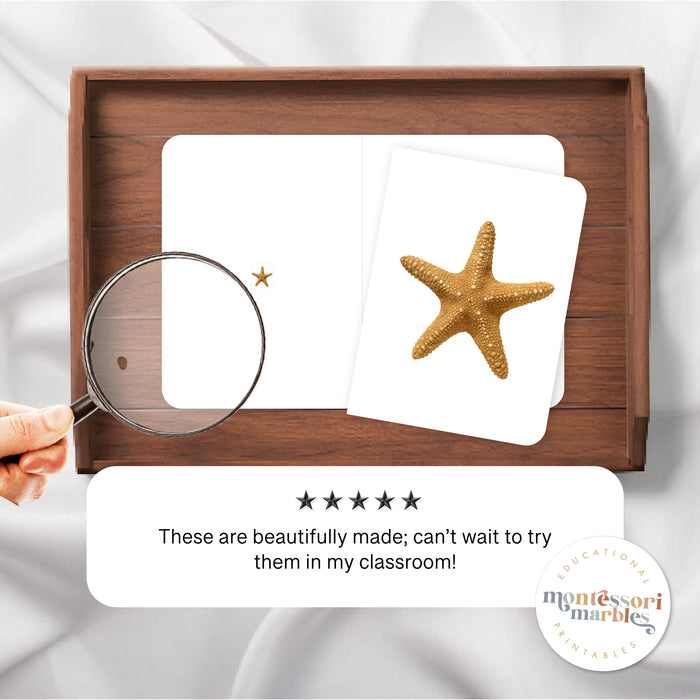 Ocean Animals Magni-Match