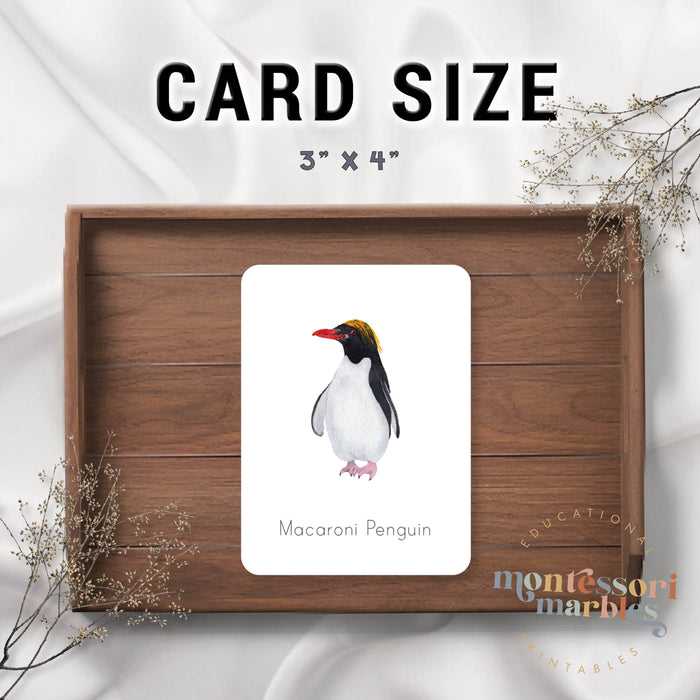 Penguins Flash Cards