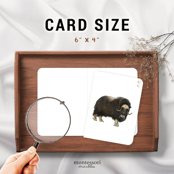 Polar Animals Magni-Match