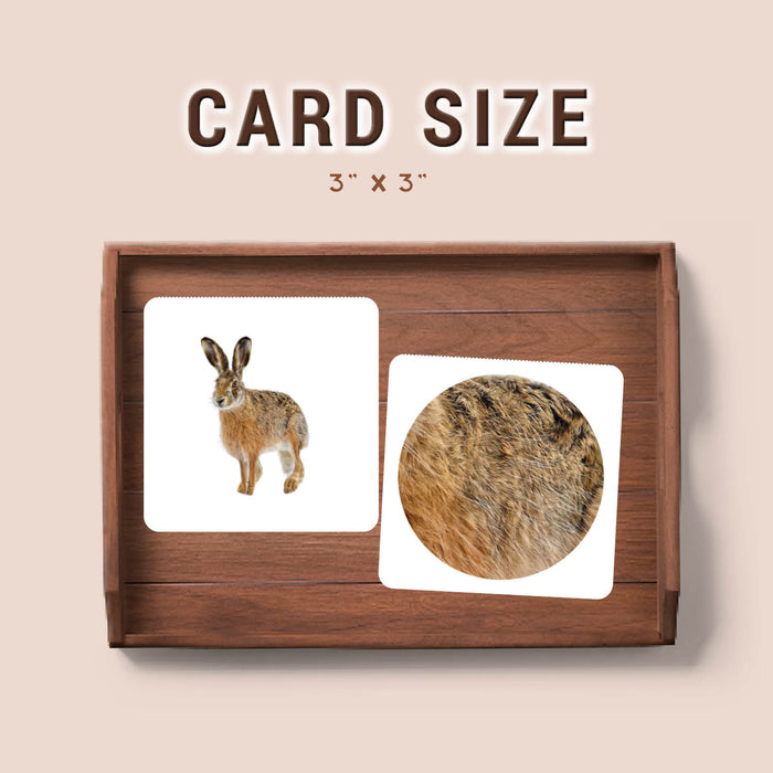 Polar Animals Pattern Matching