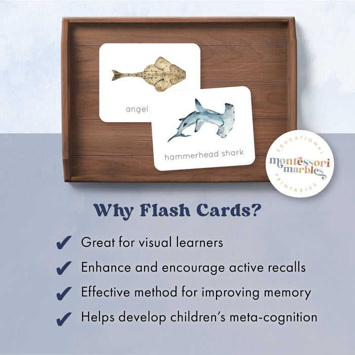 Sharks Flash Cards