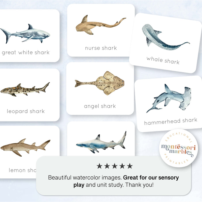Sharks Flash Cards