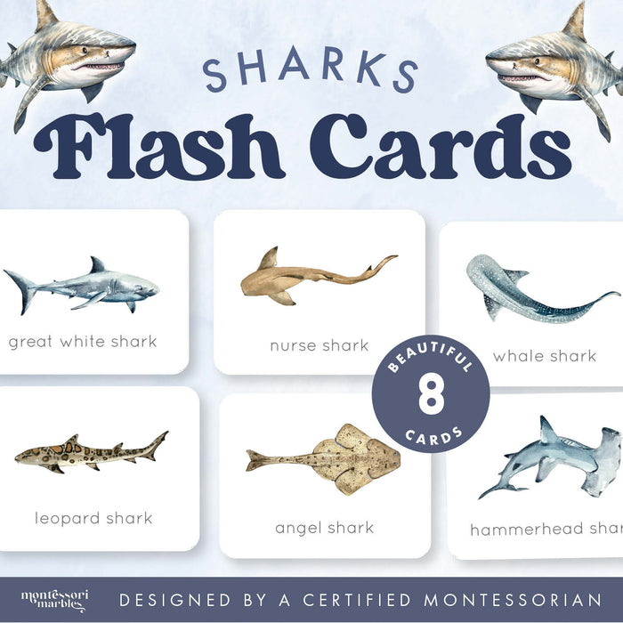 Sharks Flash Cards