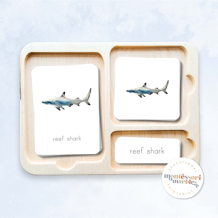 Sharks Nomenclature Cards