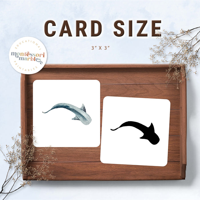 Sharks Shadow Matching