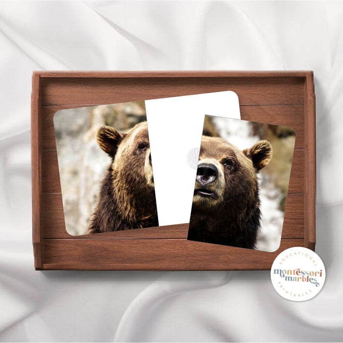 Woodland Animals Complete the Picture