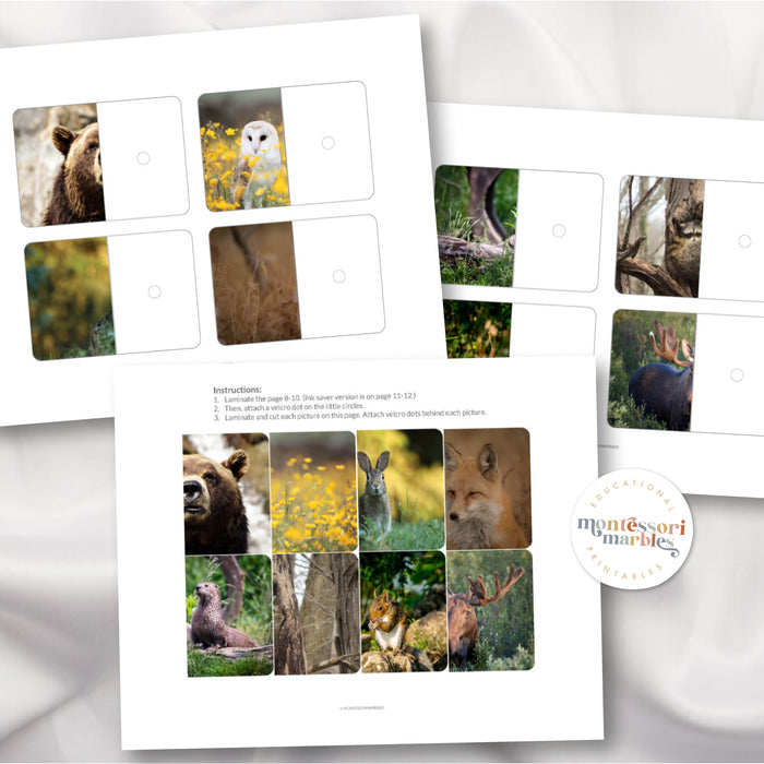 Woodland Animals Complete the Picture