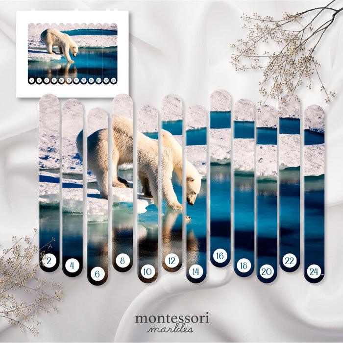 Polar Animals Skip Counting