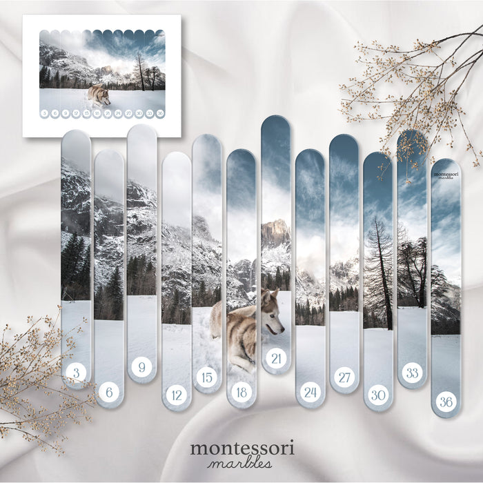 Polar Animals Skip Counting