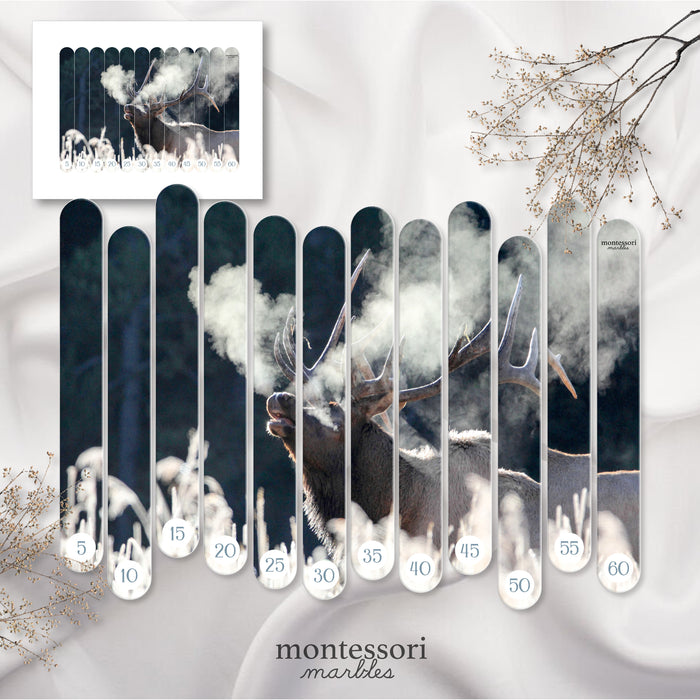 Polar Animals Skip Counting