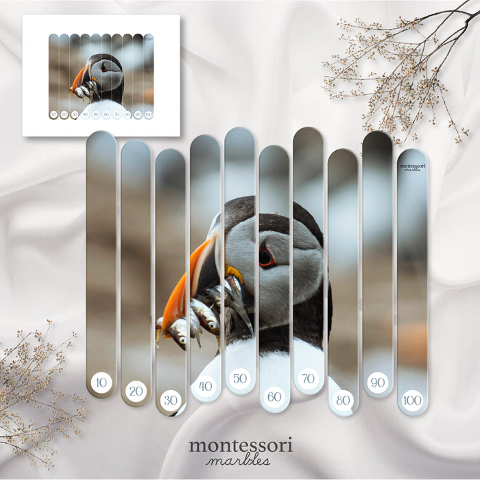 Polar Animals Skip Counting