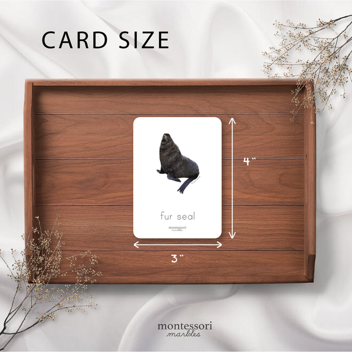 Polar Animals Nomenclature Cards