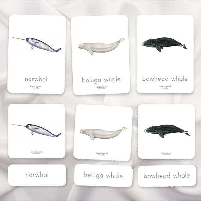 Polar Animals Nomenclature Cards