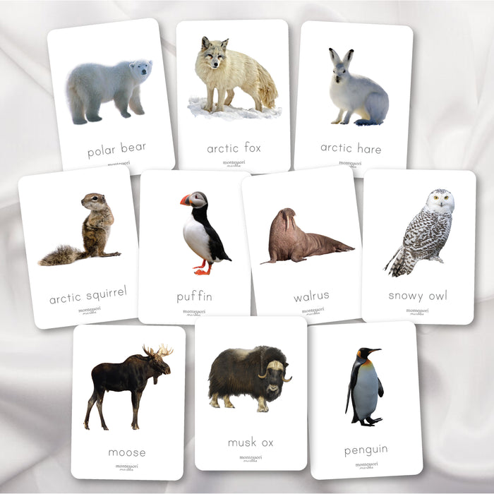 Polar Animals Nomenclature Cards