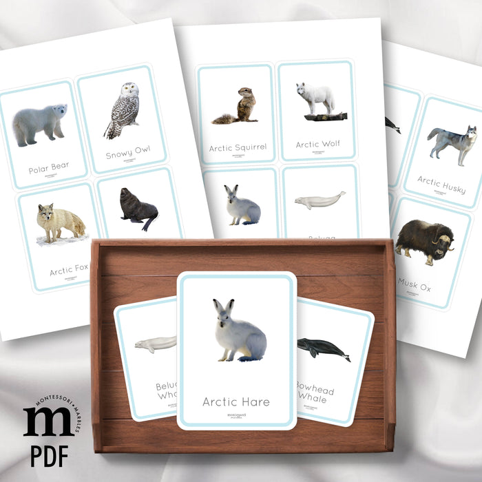 Polar Animals Flash Cards