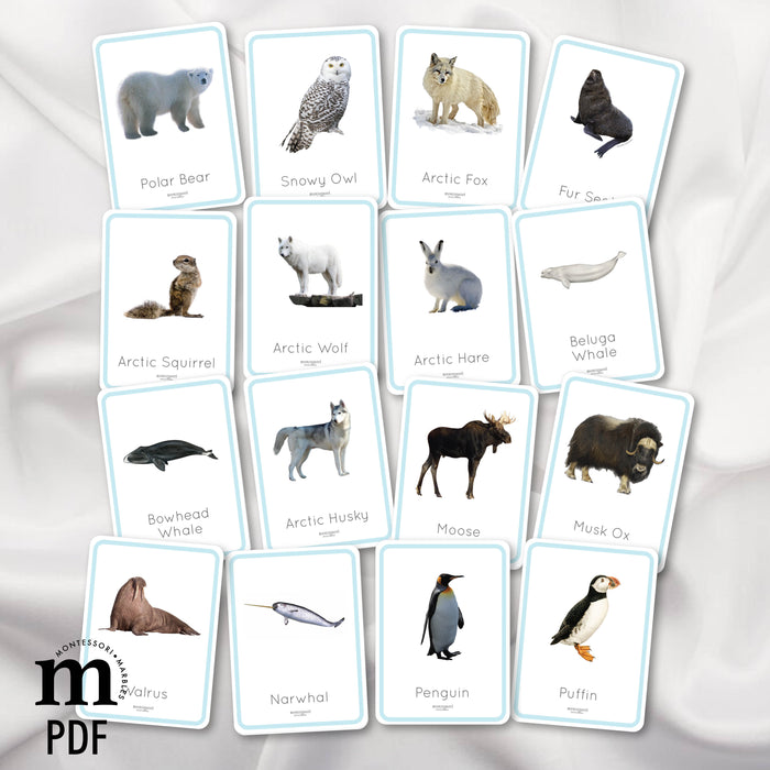 Polar Animals Flash Cards