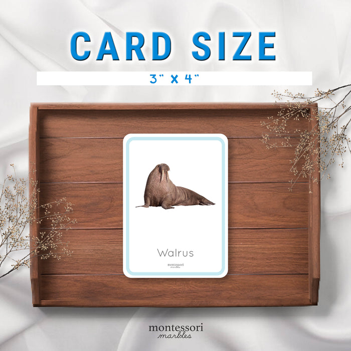 Polar Animals Flash Cards