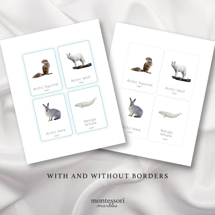 Polar Animals Flash Cards