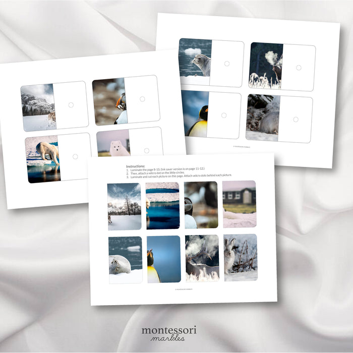 Polar Animals Complete the Pictures