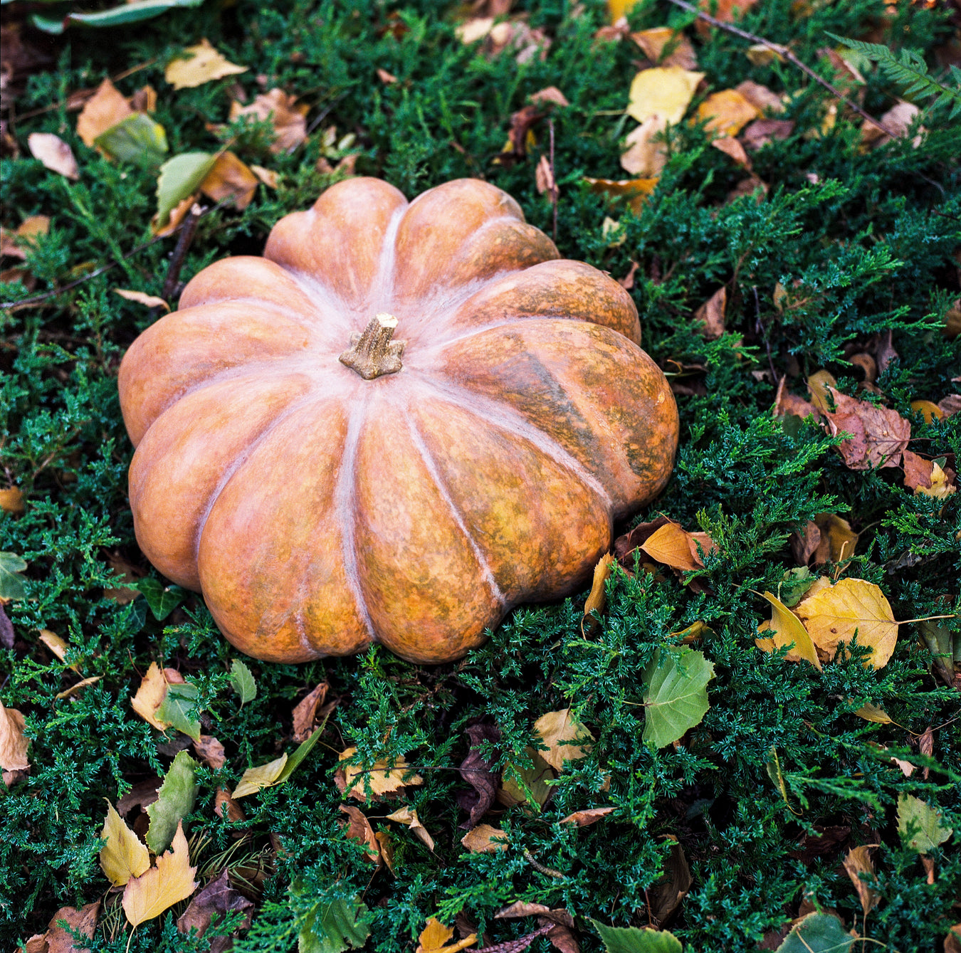 Fall / Autumn