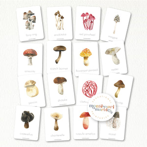 Mushroom Flash Cards