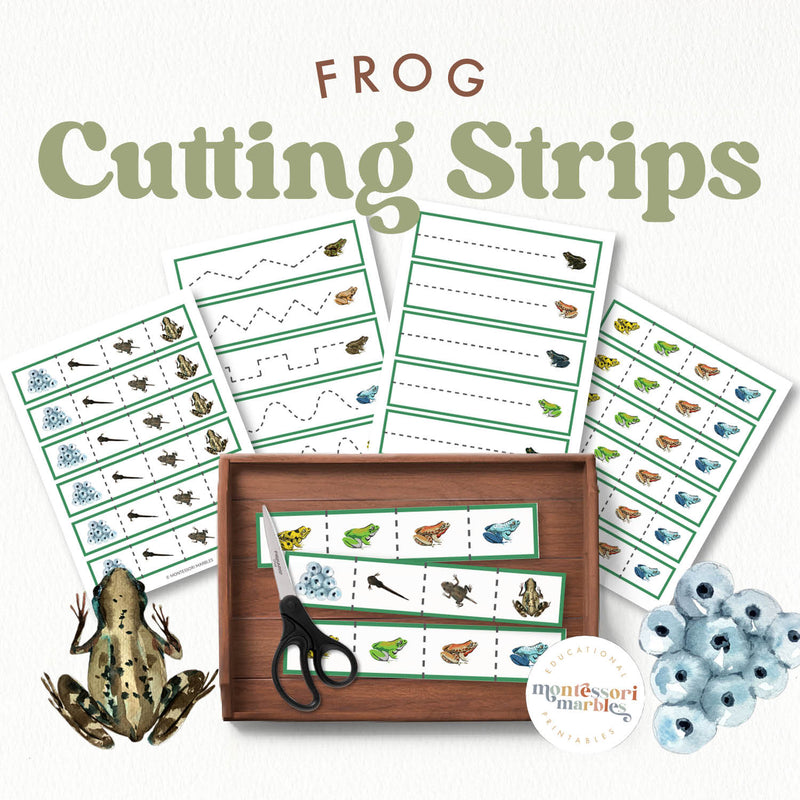 Frog cutting strips for fine motor skills—amphibian life cycle and spring learning, ages 3-6