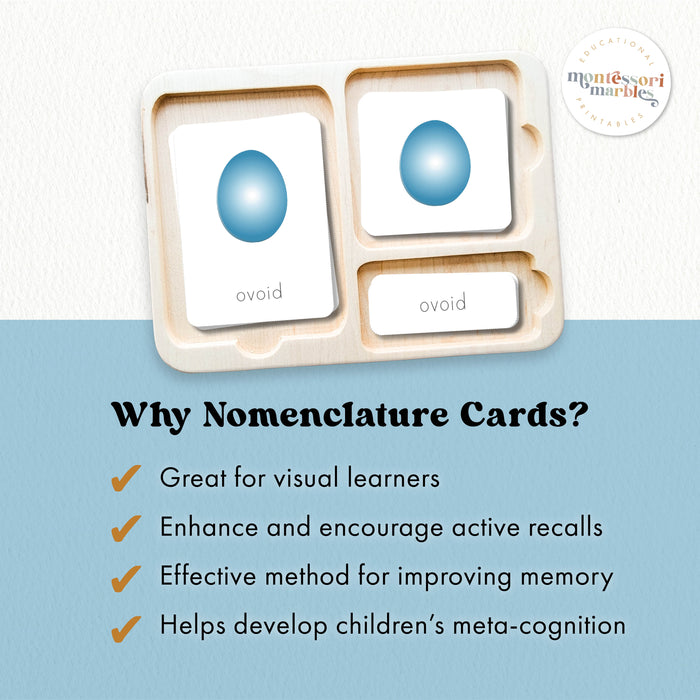 Geometric 3D Shapes Nomenclature Cards