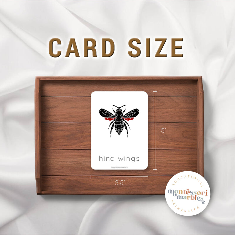 Parts of a Bee Nomenclature Cards