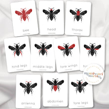 Load image into Gallery viewer, Parts of a Bee Nomenclature Cards

