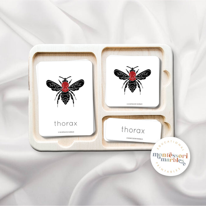 Parts of a Bee Nomenclature Cards
