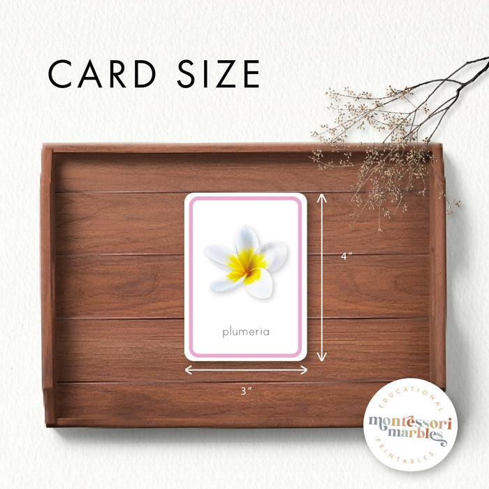 Flowers Flash Cards