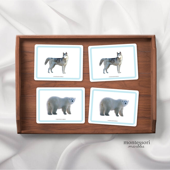 Polar Animals Bundle