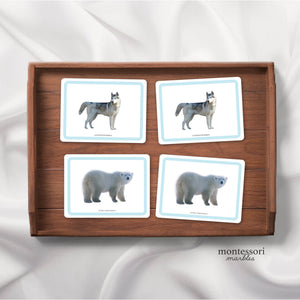 Polar Animals Picture Cards
