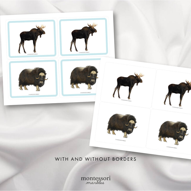 Polar Animals Picture Cards