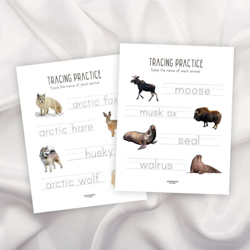 Polar Animals Tracing Practice