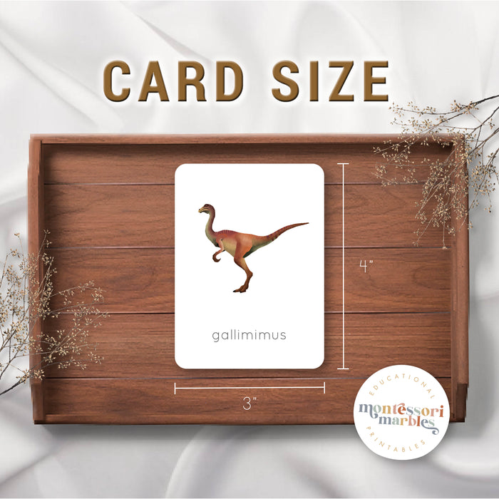 Dinosaur Flash Cards